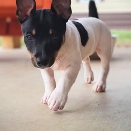 Teddy Roosevelt Terrier Puppies from Travelin' Man Terriers