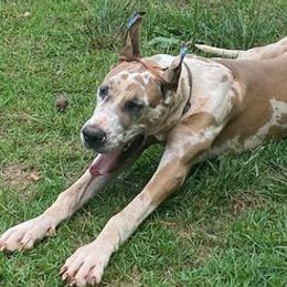 Great Danes from QC MOSS DANES
