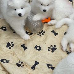 Samoyed Puppies from ArticCross Samoyeds-Florida