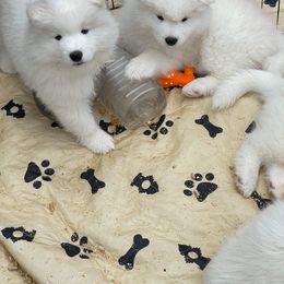 Samoyed Puppies from ArticCross Samoyeds-Florida