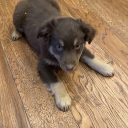 Red Tri Girl 3 - Red tri-color female Australian Shepherd puppy in Prairie Grove, Arkansas from IQ Farms