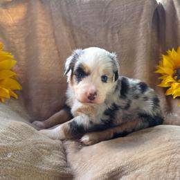 Zaz - Blue merle female Miniature Australian Shepherd puppy in Copperas Cove, Texas from Hidden Leaf Aussies