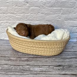 Truffle (AKC) - Red  male Poodle puppy in Riverside, California from Red Toy Poodle World