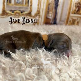 Jane Bennet - Cream female Dachshund puppy in Rainier, Oregon from Doxies in Wonderland