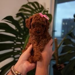 Poodle Puppies from aura vasquez