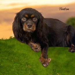 Tootsie - Cavalier King Charles Spaniel