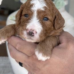 Larry - Red  male Goldendoodle puppy in Yuciapa, California from AlltheDoodlez_