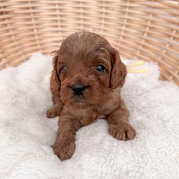 Pretzel - Red male Cavapoo puppy in Apache Junction, Arizona from Coffey House Doodles
