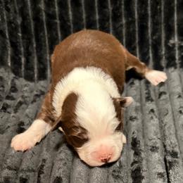 Today - Brown and white male Aussiedoodle puppy in Castalia, Iowa from K&K Kennels