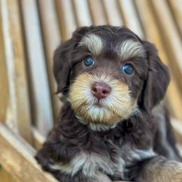 Missy (Mississippi) - Chocolate female Goldendoodle puppy in Twin Falls, Idaho from Magic Valley Family Doodles