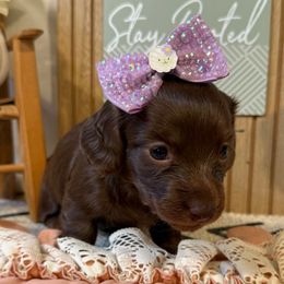 CKC Shandy (2500) - Chocolate and cream female Dachshund puppy in Hartsville, Tennessee from B+B Co Miniature Dachshunds