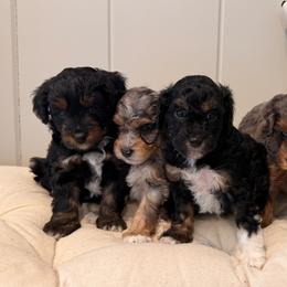 Aussiedoodles, Australian Mountain Doodles, and Double Doodles from Melrose Mountain Farm