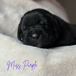 Cane Corso Puppies from Iron Will Cane Corso