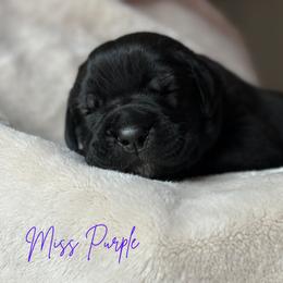 Cane Corso Puppies from Iron Will Cane Corso