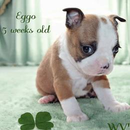 Boy 2-Eggo - Seal and white male Boston Terrier puppy in North Central, Vermont from Windy Valley’s Bostons