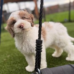 Rhodium - Chocolate male Australian Labradoodle puppy in Brush Prairie, Washington from Fancy Pants Labradoodles
