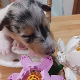 Keiko (Blue Girl 5) - Blue merle white and tan female Collie puppy in Nunn, Colorado from Kingsgift Collies