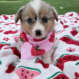 Coral - Blue merle and white female American Corgi puppy in Bloomfield, Iowa from Seven B Corgis & Doxies