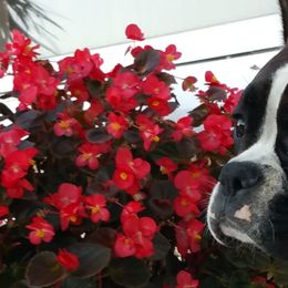 Boxers and Miniature Schnauzers from Williams Pups