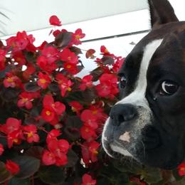 Boxers and Miniature Schnauzers from Williams Pups