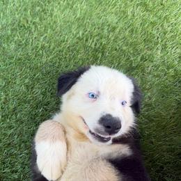 Snoopy - Black tri-color male Australian Shepherd puppy in Oak Hill, Florida from Swingin T Ranch LLC