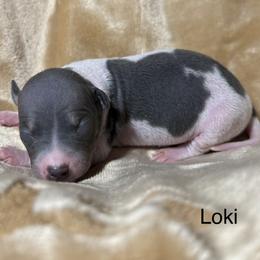 Loki - White and blue male American Hairless Terrier puppy in Buckingham, Illinois from Gaus Hof