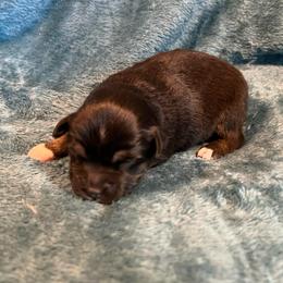 Blanch - Black tri female Toy Australian Shepherd puppy in Nocona, Texas from Rafter O Toy Aussies and Mini Heelers