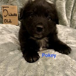 Pokey - Black & white male Australian Shepherd puppy in Wisconsin Dells, Wisconsin from Nicara kennel