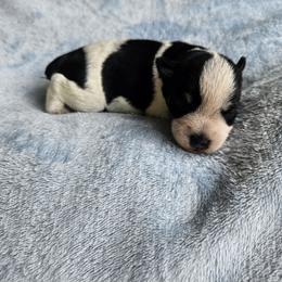 Aram - Parti male Miniature Schnauzer puppy in Crosby, Texas from Raisin' the Woof Schnauzers