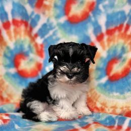 JayJay - Parti male Miniature Schnauzer puppy in Happyland, Oklahoma from Fraizer Farms