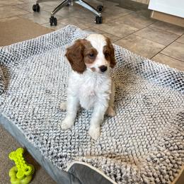 Gizmo - Blenheim female Cavapoo puppy in Sugarcreek, Ohio from True Hearted Doodles