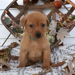 Mint Girl - Yellow female Labrador Retriever puppy in Angola, Indiana from Reniers Labrador Retrievers
