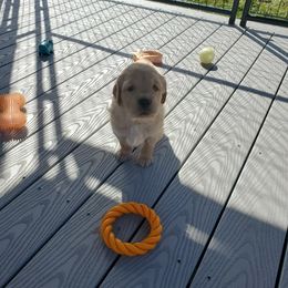 Golden Retriever Puppies from Emma's Golden Puppers