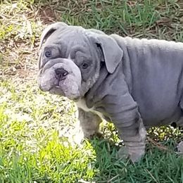 English Bulldog and French Bulldog Puppies from Blue Rover Bullies