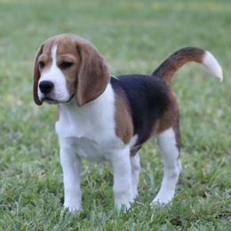Yellow Boy - Black tan and white male Beagle puppy in Palm City, Florida from VR Wanderlust Beagles