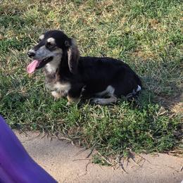 Lychee - Black and cream female Dachshund puppy in Norwood, Missouri from Madra's Dashing Doxies