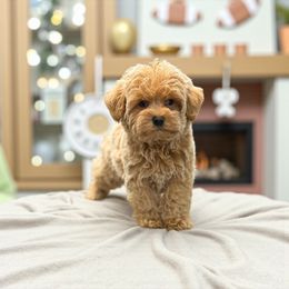 Razor - Apricot male Yorkipoo puppy in Oakland, Kentucky from Imperial Dogs