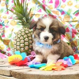 Gus Gus - Sable male Pembroke Welsh Corgi puppy in Valley, Washington from Corgis of the Mountain Valley