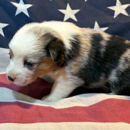 Male 1 - Blue merle and white male American Corgi puppy in Portland, North Dakota from Sliding stop corgis