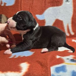 Mantle Male D - Mantle male Great Dane puppy in Golconda, Illinois from Breken Great Danes
