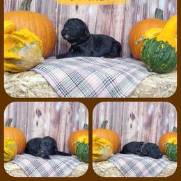Ember - Black female Goldendoodle puppy in Grabill, Indiana from Rose's Doodles