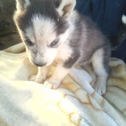 Jason - Black and white male Siberian Husky puppy in Lancaster, California from The Huskies Sanctuary