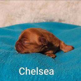 Chelsea - Ruby female Cavalier King Charles Spaniel puppy in Rochelle, Illinois from Lakeview Cavaliers