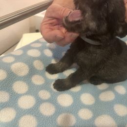Standard Schnauzer Puppies from Erregen kennels