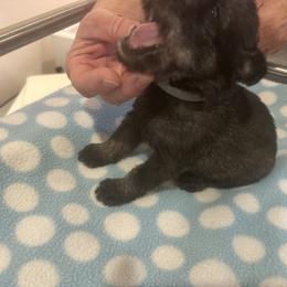 Standard Schnauzer Puppies from Erregen kennels