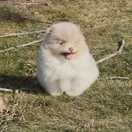 Pomeranian Puppies from Cascade Pomeranians