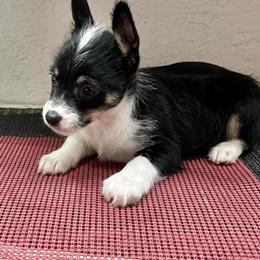 Eze - Black and white male Chinese Crested puppy in Henderson, Kentucky from Western Kentucky Chihuahua’s and Chinese Crested’s