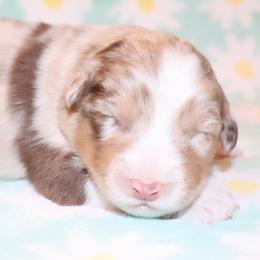 RMM - Red merle male Australian Shepherd puppy in Colorado from Firestone Australian Shepherds