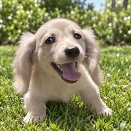 Farrell - Cream male Dachshund puppy in Inverness, Florida from Royalworth Kennel