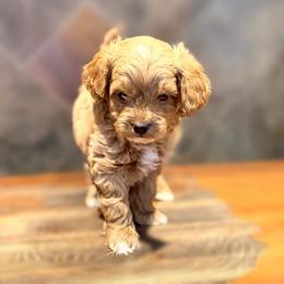 Lion - Apricot male Goldendoodle puppy in Bells, Texas from Partridge Doodles and Poodles